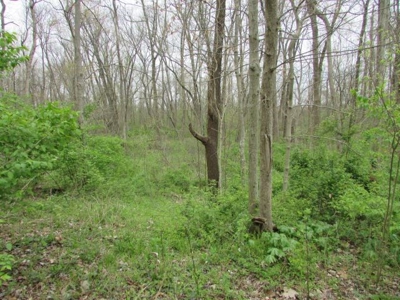 Southern Indiana Land for Sale - Daviess County | Auction - image 15
