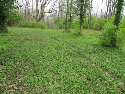 Southern Indiana Land for Sale - Daviess County | Auction - image 7