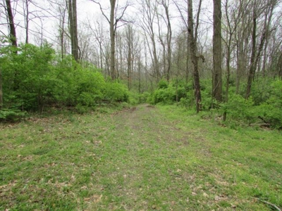 Southern Indiana Land for Sale - Daviess County | Auction - image 10