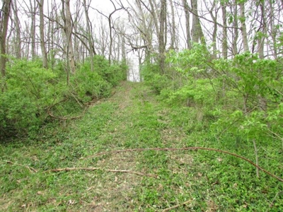 Southern Indiana Land for Sale - Daviess County | Auction - image 11