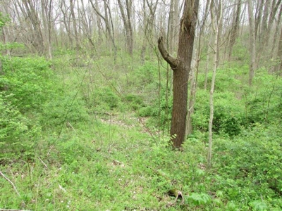 Southern Indiana Land for Sale - Daviess County | Auction - image 16