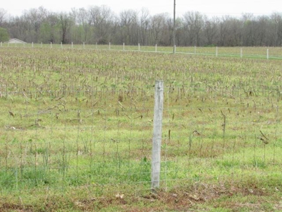 Southern Indiana Land for Sale - Pasture | Auction - image 3