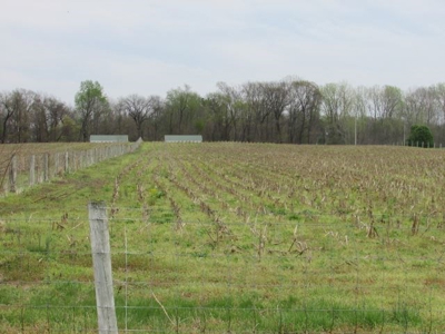 Southern Indiana Land for Sale - Pasture | Auction - image 2