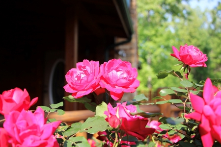 Stunning Log Home in Central KY on 50 Acres - image 34
