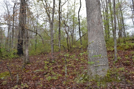 2200 Acres - Private Lake - Hunting - Fishing - image 12