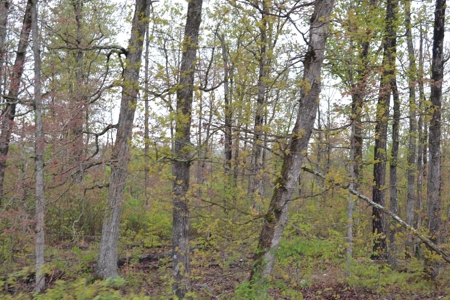2200 Acres - Private Lake - Hunting - Fishing - image 13