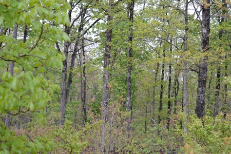 2200 Acres - Private Lake - Hunting - Fishing - image 5