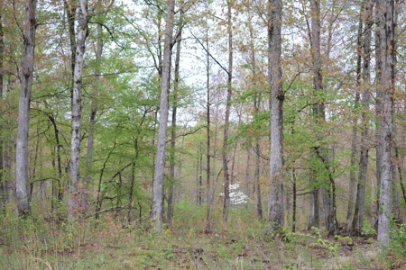 2200 Acres - Private Lake - Hunting - Fishing - image 6