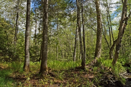 Maine Country Home for Sale in Mapleton - image 30
