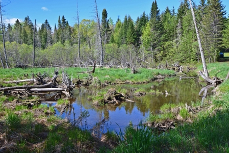 Maine Country Home for Sale in Mapleton - image 5