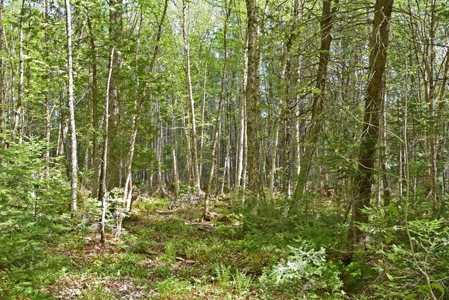 Maine Country Home for Sale in Mapleton - image 12