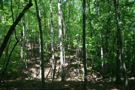 278.86 Acres Of Land In Patrick County Virginia - image 9