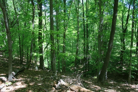 278.86 Acres Of Land In Patrick County Virginia - image 10