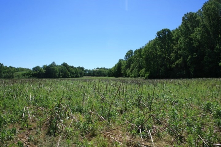 278.86 Acres Of Land In Patrick County Virginia - image 3