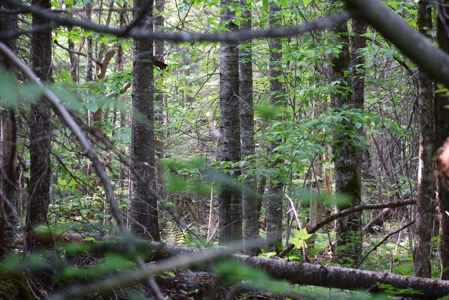 Maine Land for Sale in Garland - image 21