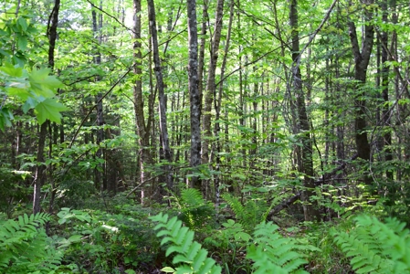 Maine Land for Sale in Garland - image 4