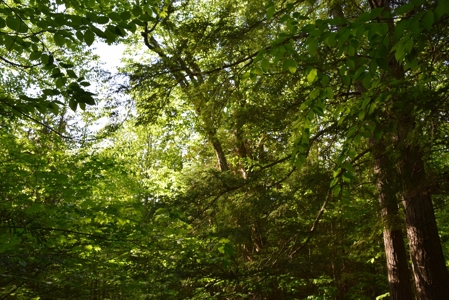 Maine Land for Sale in Garland - image 26