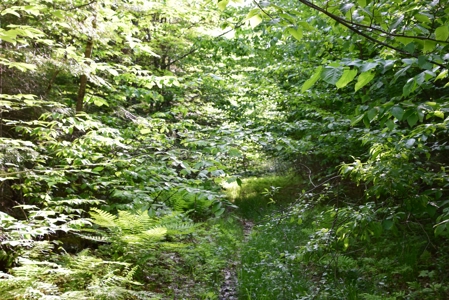 Maine Land for Sale in Garland - image 12