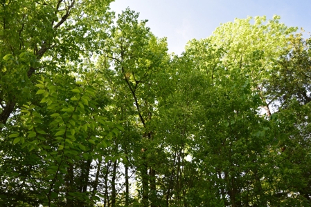 Maine Land for Sale in Garland - image 17