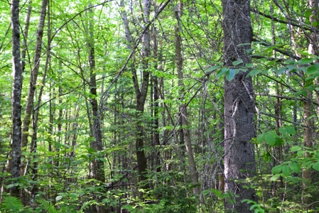 Maine Land for Sale in Garland - image 2