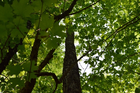 Maine Land for Sale in Garland - image 15