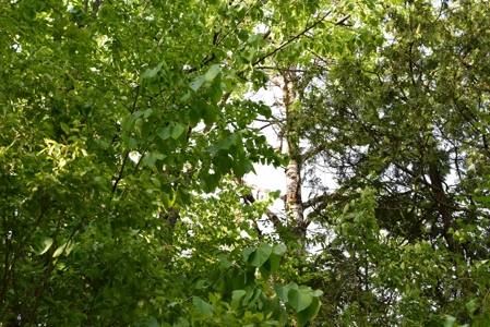 Maine Land for Sale in Garland - image 10