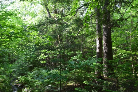 Maine Land for Sale in Garland - image 1