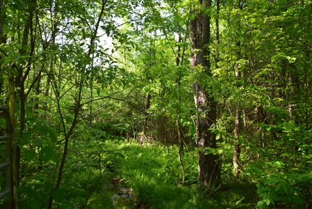 Maine Land for Sale in Garland - image 11