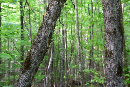 Maine Land for Sale in Garland - image 8
