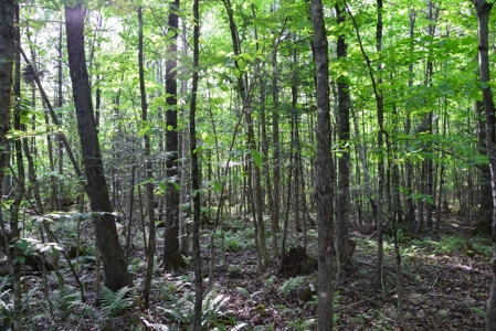 Maine Land for Sale in Garland - image 9