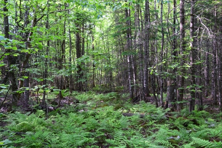 Maine Land for Sale in Garland - image 3