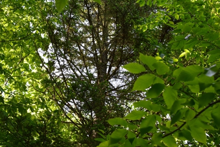 Maine Land for Sale in Garland - image 23