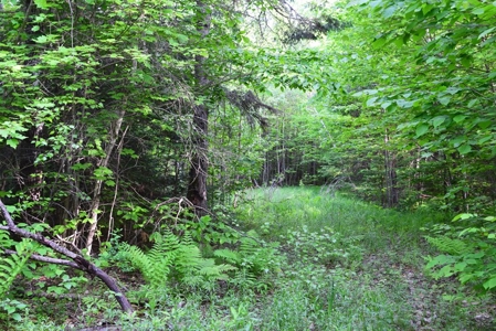 Maine Land for Sale in Garland - image 7