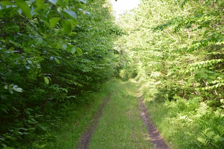 Maine Land for Sale in Garland - image 16