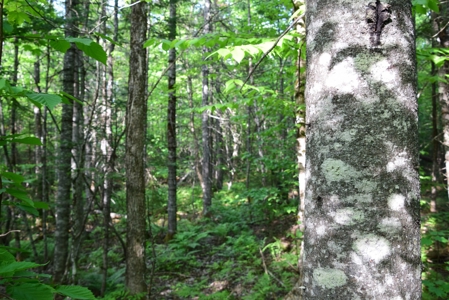 Maine Land for Sale in Garland - image 18