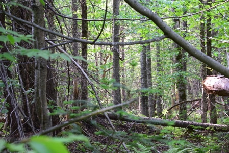Maine Land for Sale in Garland - image 25
