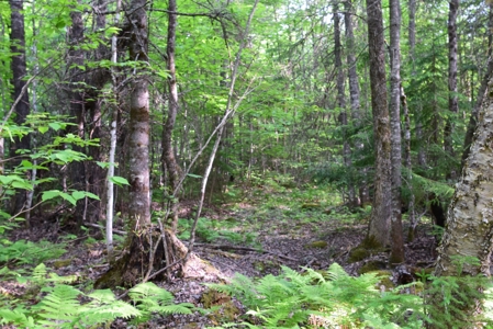 Maine Land for Sale in Garland - image 13