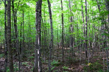 Maine Land for Sale in Garland - image 14