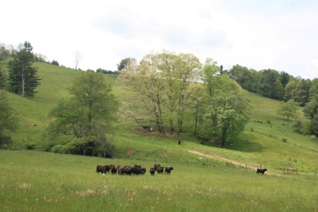 163 Acres Of Land Located In Carroll County, Virginia - image 5