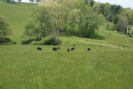 163 Acres Of Land Located In Carroll County, Virginia - image 1