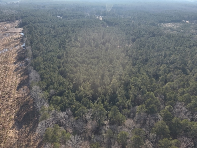 Pine Timberland with Gravel County Road Access For Sale - image 5