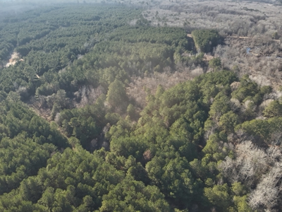 Pine Timberland with Gravel County Road Access For Sale - image 14