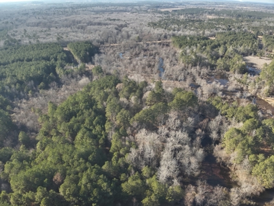 Pine Timberland with Gravel County Road Access For Sale - image 13