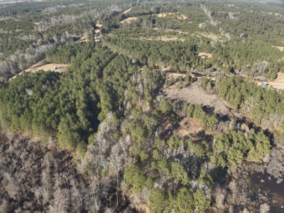 Pine Timberland with Gravel County Road Access For Sale - image 18