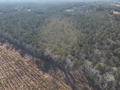 Pine Timberland with Gravel County Road Access For Sale - image 6