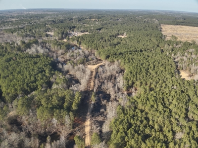 Pine Timberland with Gravel County Road Access For Sale - image 11