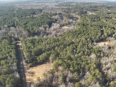 Pine Timberland with Gravel County Road Access For Sale - image 9