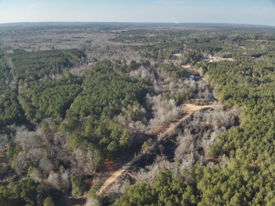 Pine Timberland with Gravel County Road Access For Sale - image 10