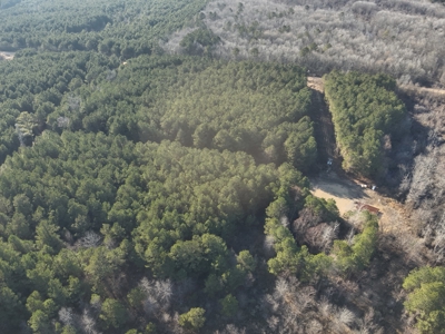 Pine Timberland with Gravel County Road Access For Sale - image 15