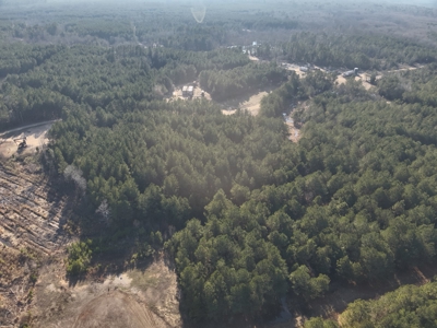 Pine Timberland with Gravel County Road Access For Sale - image 7